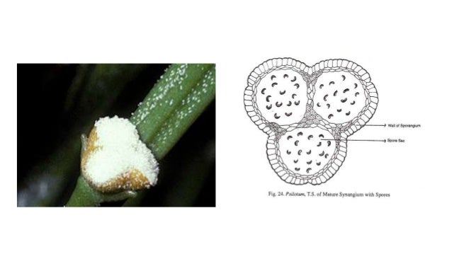 How does a lock and key work Psilotum asexual reproduction video